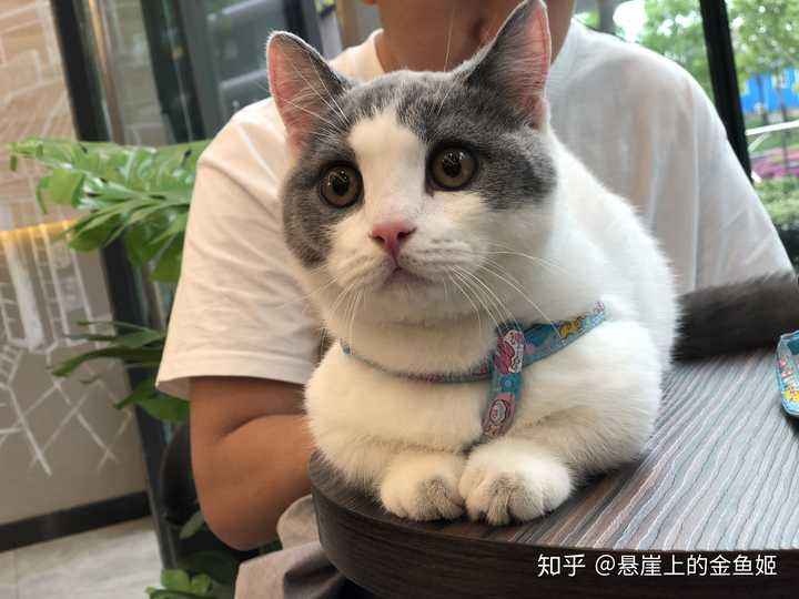 养一只矮脚猫是什么体验?